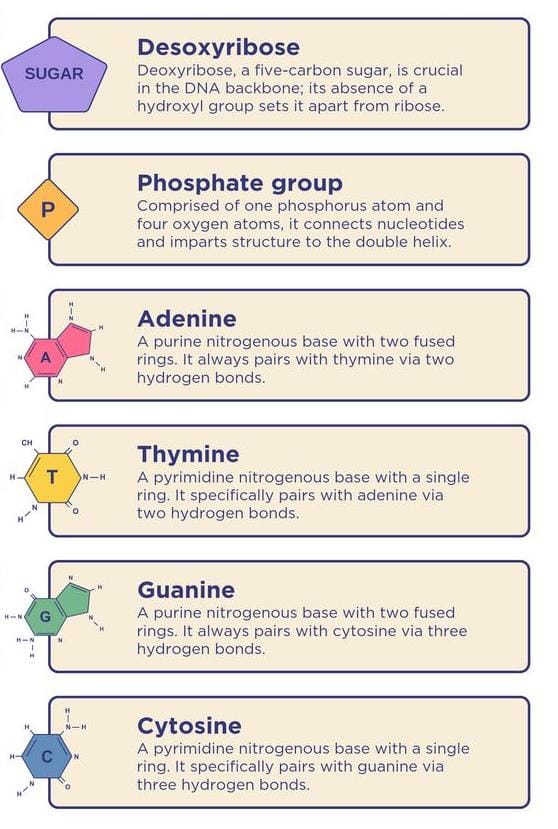 DNA Structure Components