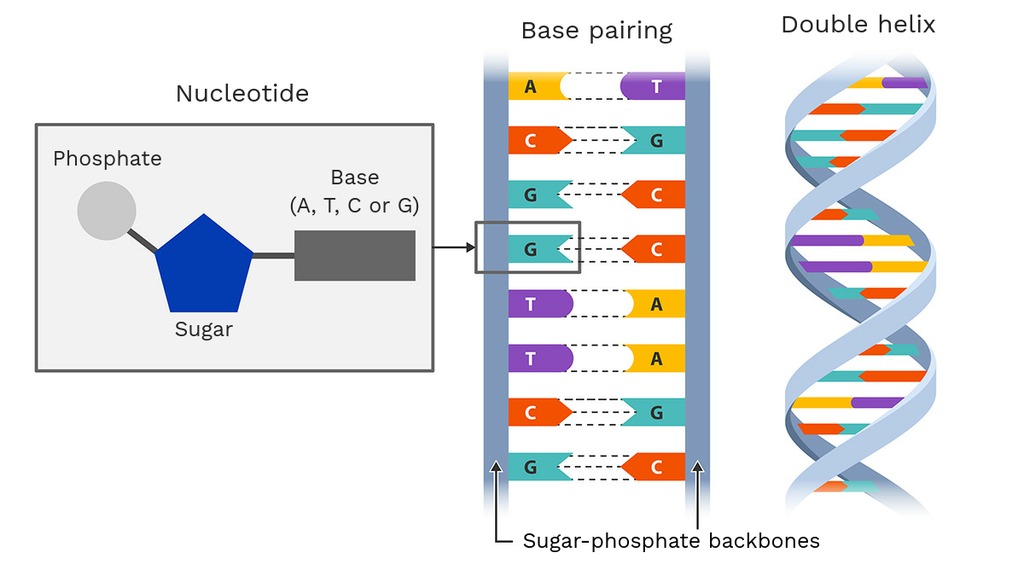 DNA Base Pairing Details